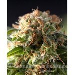 PYRAMID SEEDS - Fresh Candy