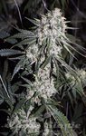 RARE DANKNESS - Moonshine Ghost Train Haze