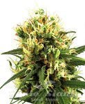 WHITE LABEL - White Haze Auto