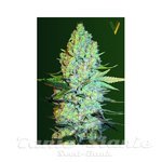Victory Seeds - Amnesia Haze
