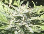 KAYA SPAIN QUALITY - CBD Afghan