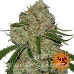 Barney's Farm - Phantom OG
