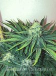 SEEDSMAN - Big Nugs Fast