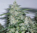 SENSI SEEDS - NORTHERN LIGHTS
