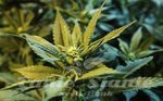 KETAMA SEEDS - Uruwhite