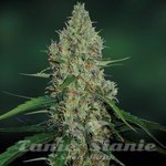 BARNEY’S FARM - G13 Haze