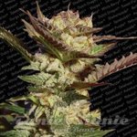 PARADISE SEEDS - Durga Mata