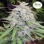 ACE SEEDS - Bangui Haze