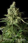 DINAFEM - Moby Dick CBD