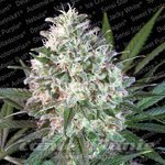Paradise Seeds - Space Cookies