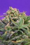 SWEET SEEDS - Sweet Cheese