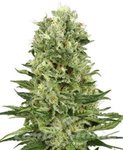 Biological Seeds - Skunk Automatic