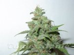 FANTASEEDS - Caramella Auto