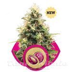 ROYAL QUEEN SEEDS - Somango XL