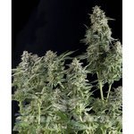 PYRAMID SEEDS - Northern Lights
