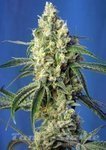 SWEET SEEDS - Green Poison CBD