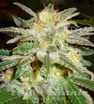 WORLD OF SEEDS - New York 47