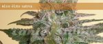 ELITE SEEDS - Blue Elite Indica