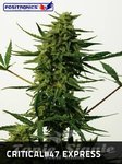 POSITRONICS - Critical 47 Express