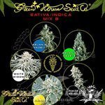 GREEN HOUSE SEEDS - Sativa/Indica Mix B