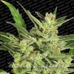 PARADISE SEEDS - Automaria II
