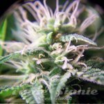 FEMALE SEEDS - Purple Maroc