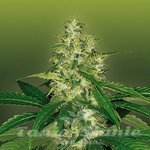 ROYAL DUTCH GENETICS - Amnesia