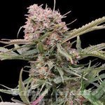 G13 LABS - Auto Gigabud