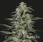 KALASHNIKOV SEEDS - KATYUSHA