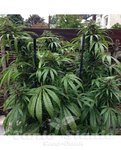 FEMALE SEEDS - Outdoor Mix