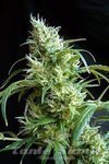 SWEET SEEDS - Flash Back #2