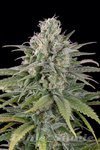 HUMBOLDT SEED - US Cheese Auto