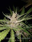 Vision Seeds - Blueberry Bliss Auto