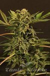 EXOTIC SEED - Russian Automatic