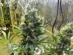 ! Sour Diesel Auto