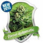 ROYAL QUEEN SEEDS - Diesel Automatic