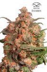 DUTCH PASSION - Brainstorm