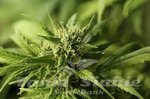 DEVIL'S HARVEST - Golden Haze
