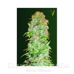 Victory Seeds - Auto AK-47
