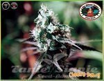 BIG BUDDHA SEEDS - Cheese Dawg