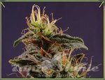 SOMA SEEDS - G13 x N.Y.C. Diesel