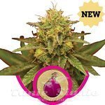 ROYAL QUEEN SEEDS - Royal Domina