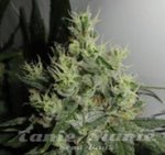 GREEN LABEL - Big Jack