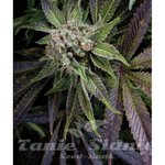 PYRAMID SEEDS - Auto Blue Pyramid