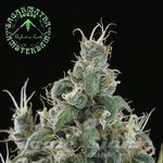 SAGARMATHA - Diamond Head