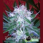 BOMB SEEDS - Auto Bomb