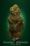 SOMA SEEDS - Buddha’s Sister