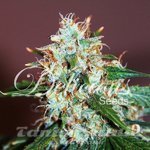 DELICOUS SEEDS - Critical Neville Haze