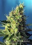 SWEET SEEDS - Sweet Pure CBD