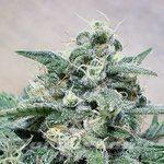 POSITRONICS - Supercheese
